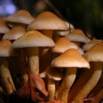 Μανιτάρι εναντίον καρκίνου