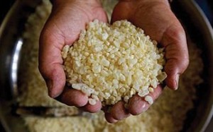 Οι ευεργετικές ιδιότητες της μαστίχας