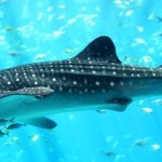 «Μάθε, δράσε, προστάτεψε!»