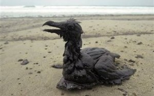 Η πετρελαιοκηλίδα έφυγε, οι επιπτώσεις μένουν