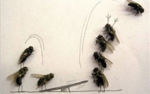 Ξαπόστειλε τις μύγες με φυσικό τρόπο