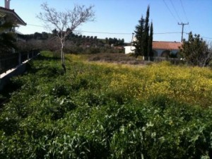 Δωρεάν οικόπεδα σε άστεγες οικογένειες στον Ωρωπό