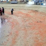 Χιλιάδες οστρακοειδή νεκρά στο Περού