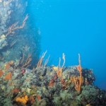 Βρήκαν σημαντικά κοιτάσματα στο βυθό του Ειρηνικού