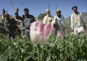 Αύξηση στην παραγωγή οπίου στο Αφγανιστάν