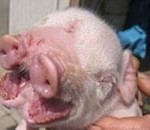 Τρώει διπλάσια τροφή από τα αδέλφια του, επειδή γεννήθηκε με δύο στόματα!