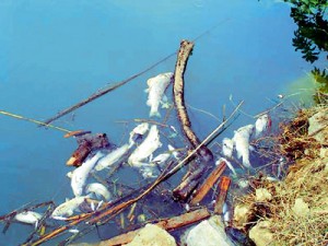 Καταδίκη της Ελλάδας για παραβίαση οδηγίας για την προστασία των υδάτων των ποταμών
