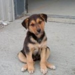 Σχέδιο νόμου για την προστασία των ζώων