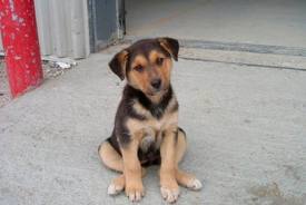 Σχέδιο νόμου για την προστασία των ζώων