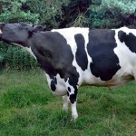 Ψηφιακή ταυτότητα για τα βοοειδή