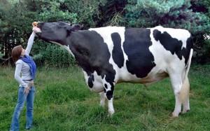 Ψηφιακή ταυτότητα για τα βοοειδή