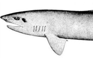 Ο καρχαρίας που έχει την ικανότητα να γίνεται αόρατος