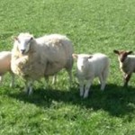 Έκλεψαν εξήντα πρόβατα από περιφραγμένο χωράφι