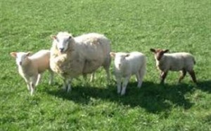 Έκλεψαν εξήντα πρόβατα από περιφραγμένο χωράφι