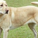 Κλωνοποιημένος σκύλος φωσφορίζει όταν πίνει αντιβίωση