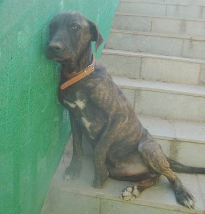 Δικαιώματα και υποχρεώσεις φιλόζωων (1ο μέρος)