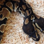 Δικέφαλο φίδι!