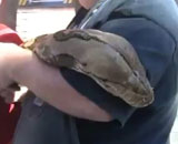 Το μεγαλύτερο φίδι, σε αιχμαλωσία στον κόσμο!