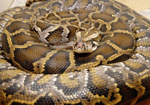 Έκθεση με ερπετά στην Πάτρα