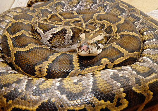 Έκθεση με ερπετά στην Πάτρα