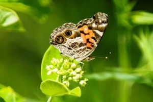 ώρα μηδέν για τη βιοποικιλότητα