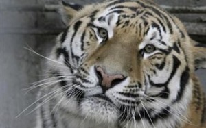 Τρεις τίγρεις στην υπηρεσία της διπλωματίας