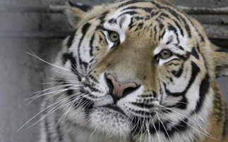 Τρεις τίγρεις στην υπηρεσία της διπλωματίας