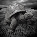 Ο Τζόναθαν, μια χελώνα 178 ετών είναι το πιο ηλικιωμένο ζώο στη γη