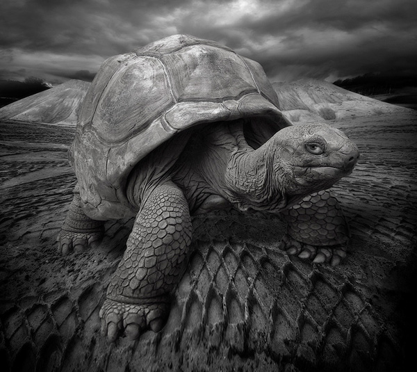 Ο Τζόναθαν, μια χελώνα 178 ετών είναι το πιο ηλικιωμένο ζώο στη γη
