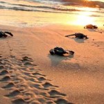 Τα πρώτα χελωνάκια έφτασαν στη θάλασσα
