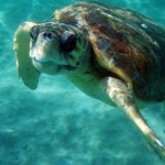 Οχτώ νεκρές θαλάσσιες χελώνες βρέθηκαν τον Αύγουστο