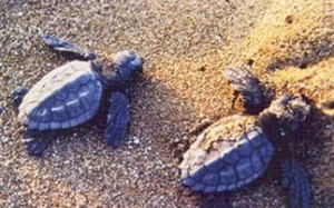 Θερινό πρόγραμμα για την καρέτα καρέτα