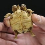 Δικέφαλη χελώνα στη Σλοβακία