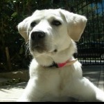 Ηλεκτρονική καταγραφή για τα κατοικίδια ζώα