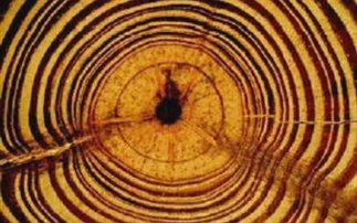 Δέντρα αποκαλύπτουν τα φυσικά φαινόμενα του παρελθόντος