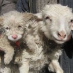 Πρόβατο γέννησε σκυλάκι