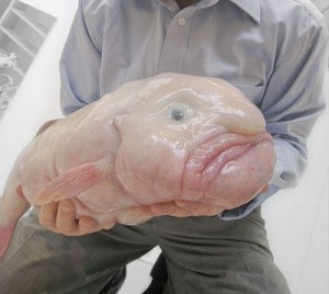 Το ασχημότερο ζώο του κόσμου