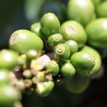 Το παραμύθι του πράσινου καφέ.