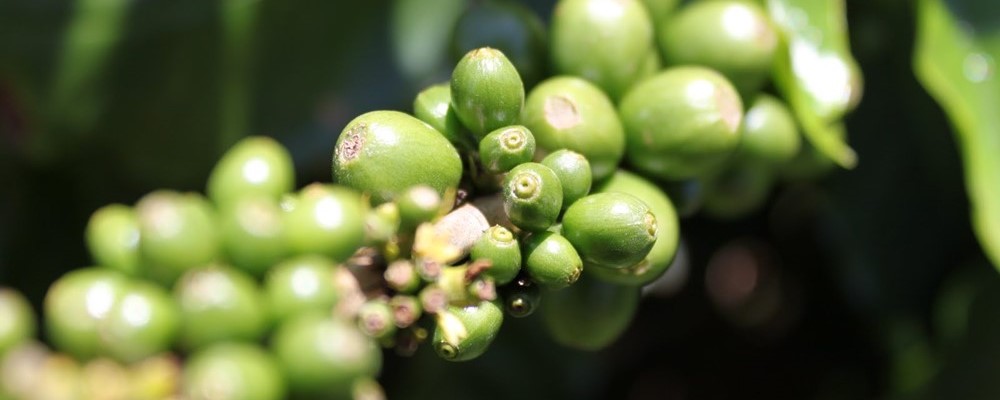 Το παραμύθι του πράσινου καφέ.