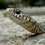 Φίδι με πόδια ανακαλύφθηκε στην Κίνα