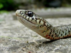 Φίδι με πόδια ανακαλύφθηκε στην Κίνα