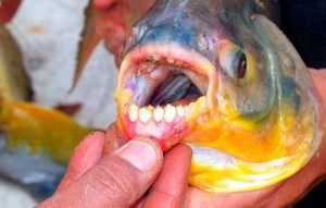 Ψάρι τρώει ανθρώπινους όρχεις